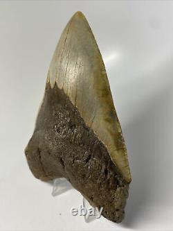 Megalodon Shark Tooth 5.47 Beautiful Real Fossil Natural 13127