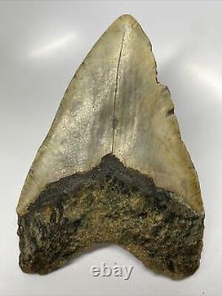 Megalodon Shark Tooth 5.47 Beautiful Real Fossil Natural 13127