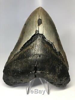 Megalodon Shark Tooth 5.47 Huge Big Fossil No Restorations 3842