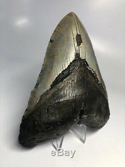 Megalodon Shark Tooth 5.47 Huge Big Fossil No Restorations 3842