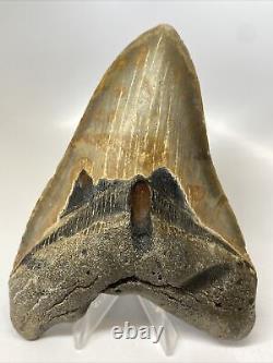 Megalodon Shark Tooth 5.47 Huge Unique Fossil Authentic 13284