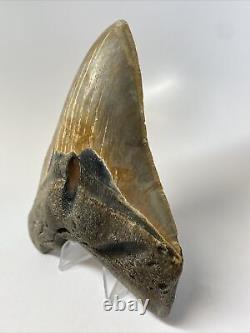Megalodon Shark Tooth 5.47 Huge Unique Fossil Authentic 13284