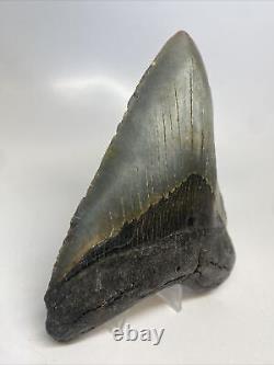 Megalodon Shark Tooth 5.47 Large Authentic Fossil Natural 14759