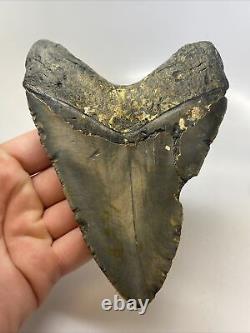 Megalodon Shark Tooth 5.47 Large Authentic Fossil Natural 14759