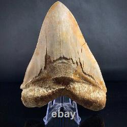 Megalodon Shark Tooth 5.47 Real Restored Indonesian Fossil