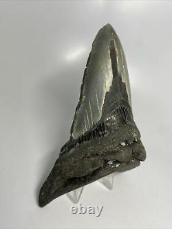 Megalodon Shark Tooth 5.47 Unique Shape Lower Fossil Real 9522