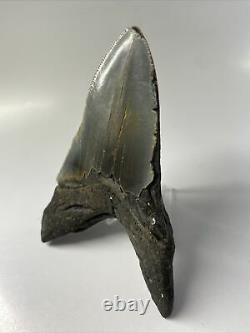 Megalodon Shark Tooth 5.47 Unique Shape Lower Fossil Real 9522
