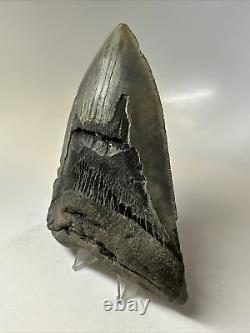Megalodon Shark Tooth 5.48 Big Authentic Fossil Carolina 16357