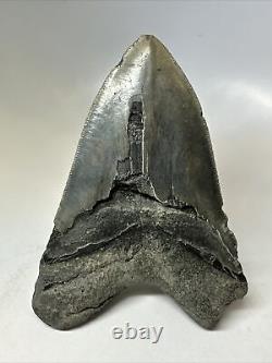 Megalodon Shark Tooth 5.48 Big Authentic Fossil Carolina 16357