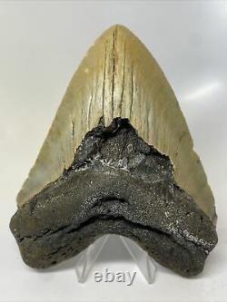 Megalodon Shark Tooth 5.48 Big Beautiful Fossil Authentic 11806