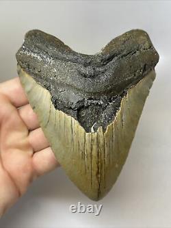 Megalodon Shark Tooth 5.48 Big Beautiful Fossil Authentic 11806
