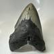 Megalodon Shark Tooth 5.48 Inch Thick Lower Jaw Fossil Authentic 20512