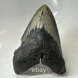 Megalodon Shark Tooth 5.48 Inch Thick Lower Jaw Fossil Authentic 20512