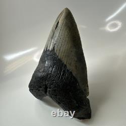 Megalodon Shark Tooth 5.48 Inch Thick Lower Jaw Fossil Authentic 20512