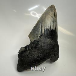 Megalodon Shark Tooth 5.48 Inch Thick Lower Jaw Fossil Authentic 20512