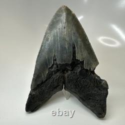 Megalodon Shark Tooth 5.48 Inch Thick Lower Jaw Fossil Authentic 20512 Megalodon Shark Tooth 5.48 Inch Thick Lower Jaw Fossil Authentic 20512