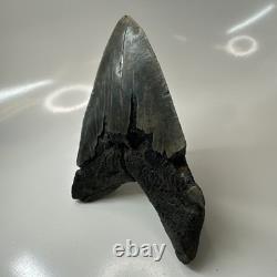 Megalodon Shark Tooth 5.48 Inch Thick Lower Jaw Fossil Authentic 20512