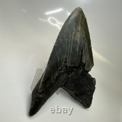 Megalodon Shark Tooth 5.48 Inch Thick Lower Jaw Fossil Authentic 20512
