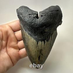 Megalodon Shark Tooth 5.48 Inch Thick Lower Jaw Fossil Authentic 20512