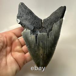 Megalodon Shark Tooth 5.48 Inch Thick Lower Jaw Fossil Authentic 20512