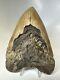 Megalodon Shark Tooth 5.48 Natural Real Fossil Huge 16112