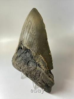 Megalodon Shark Tooth 5.49 Awesome Huge Fossil Authentic 10146