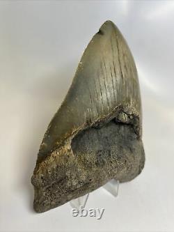 Megalodon Shark Tooth 5.49 Awesome Huge Fossil Authentic 10146