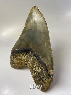 Megalodon Shark Tooth 5.49 Huge Authentic Fossil Carolina 10862