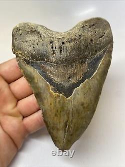 Megalodon Shark Tooth 5.49 Huge Authentic Fossil Carolina 10862