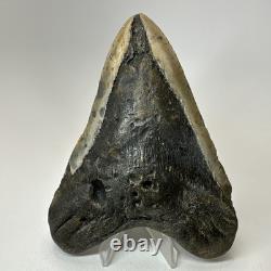 Megalodon Shark Tooth 5.49 Inch Authentic Large Fossil Real Rare 19479