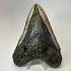 Megalodon Shark Tooth 5.49 Inch Authentic Large Fossil Real Rare 19479