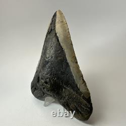 Megalodon Shark Tooth 5.49 Inch Authentic Large Fossil Real Rare 19479