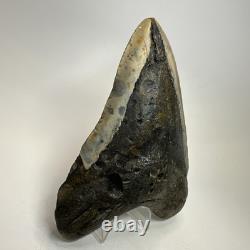 Megalodon Shark Tooth 5.49 Inch Authentic Large Fossil Real Rare 19479