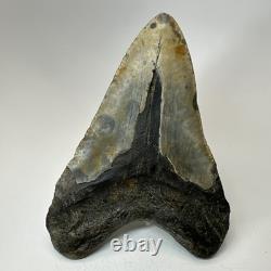 Megalodon Shark Tooth 5.49 Inch Authentic Large Fossil Real Rare 19479