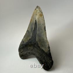 Megalodon Shark Tooth 5.49 Inch Authentic Large Fossil Real Rare 19479