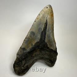 Megalodon Shark Tooth 5.49 Inch Authentic Large Fossil Real Rare 19479