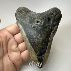 Megalodon Shark Tooth 5.49 Inch Authentic Large Fossil Real Rare 19479