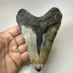 Megalodon Shark Tooth 5.49 Inch Authentic Large Fossil Real Rare 19479