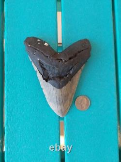 Megalodon Shark Tooth 5.49- Real Fossil Big Shark Teeth No Restorations