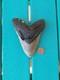 Megalodon Shark Tooth 5.49- Real Fossil Big Shark Teeth No Restorations