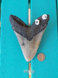 Megalodon Shark Tooth 5.49- Real Fossil Big Shark Teeth No Restorations