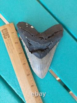 Megalodon Shark Tooth 5.49- Real Fossil Big Shark Teeth No Restorations