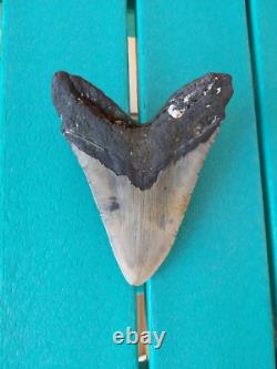 Megalodon Shark Tooth 5.49- Real Fossil Big Shark Teeth No Restorations