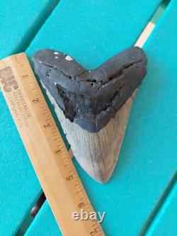 Megalodon Shark Tooth 5.49- Real Fossil Big Shark Teeth No Restorations