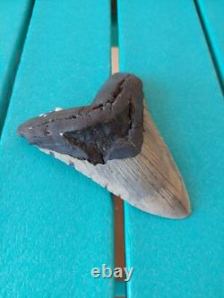 Megalodon Shark Tooth 5.49- Real Fossil Big Shark Teeth No Restorations