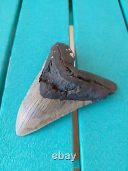 Megalodon Shark Tooth 5.49- Real Fossil Big Shark Teeth No Restorations