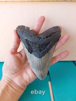 Megalodon Shark Tooth 5.49- Real Fossil Big Shark Teeth No Restorations