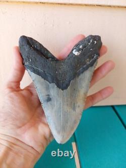 Megalodon Shark Tooth 5.49- Real Fossil Big Shark Teeth No Restorations
