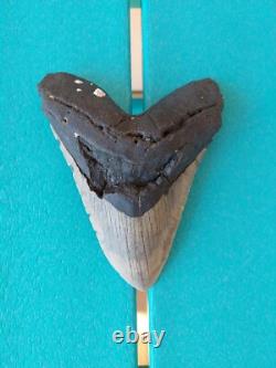 Megalodon Shark Tooth 5.49- Real Fossil Big Shark Teeth No Restorations