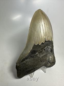 Megalodon Shark Tooth 5.49 Serrated Real Fossil Carolina 16281